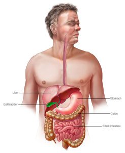Osteopathic Approach to the GI Tract Including the Immune Digestion Connection
